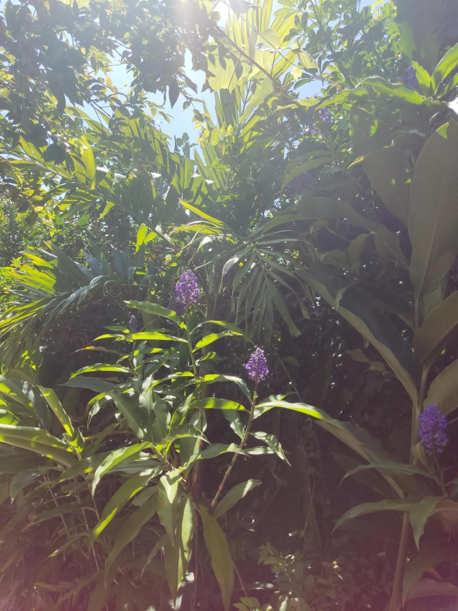 Recanto Toca Das Plantas De Ilhabela I Chambre photo
